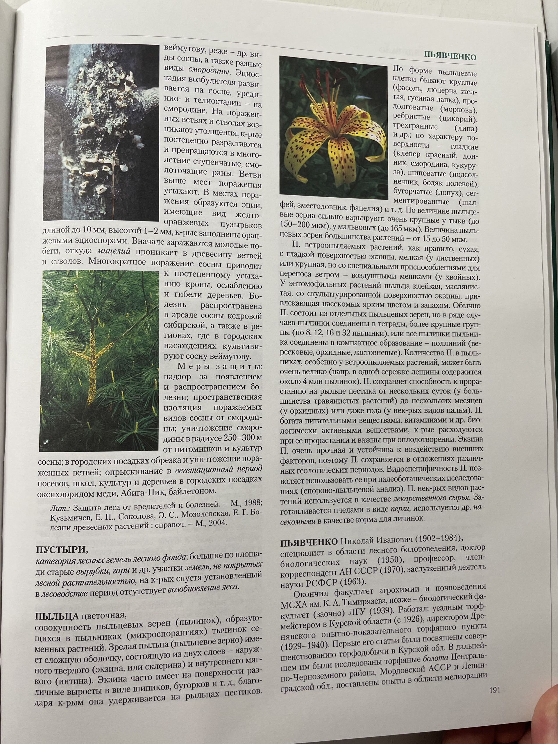 Энциклопедия лесного хозяйства. В двух томах. — изображение 8