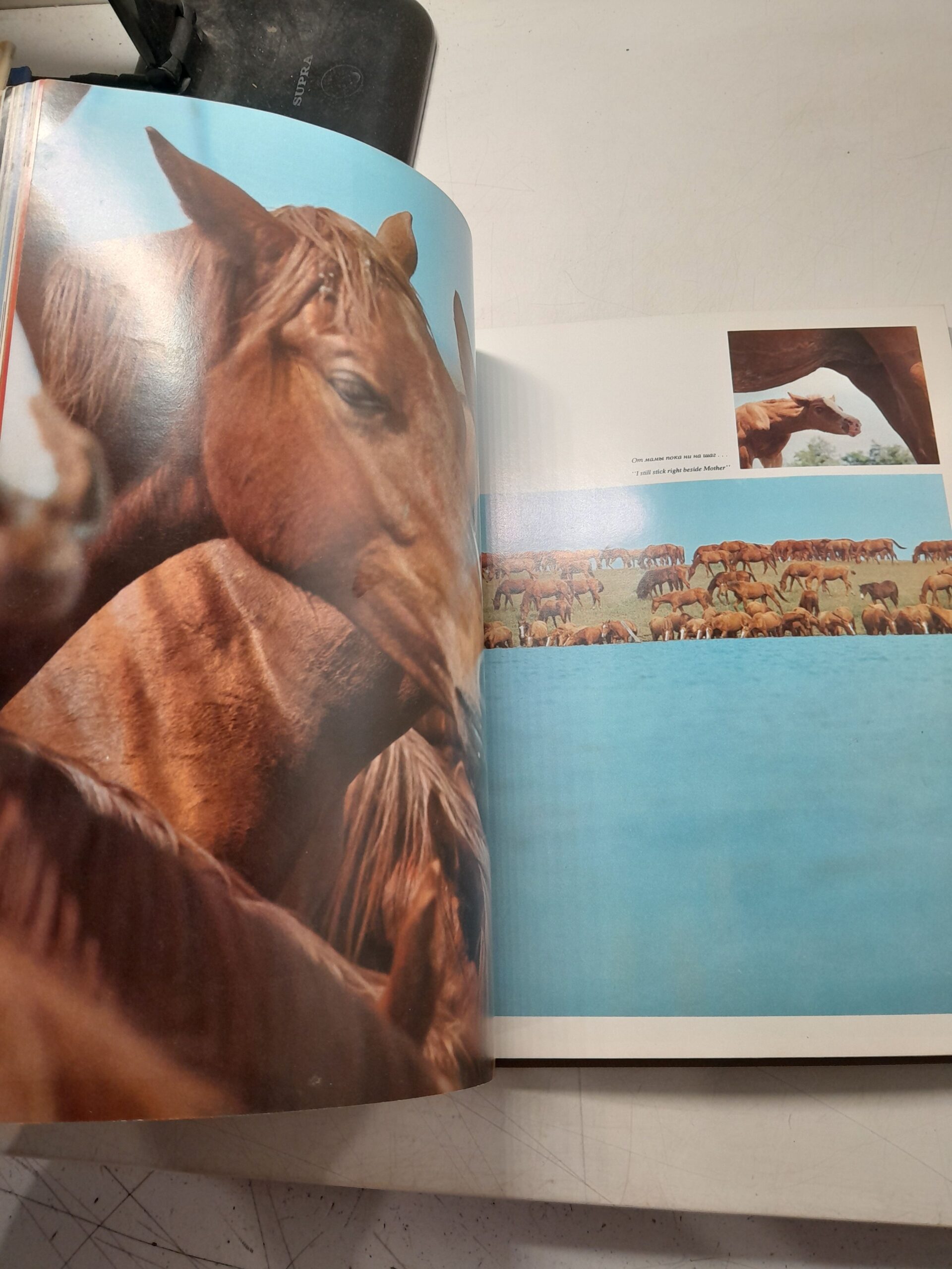 Ветер в гриве. Horses / Бобылев И.Ф — изображение 6