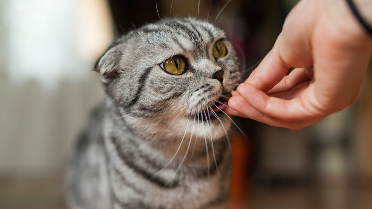 3 главных правила кормления кошек