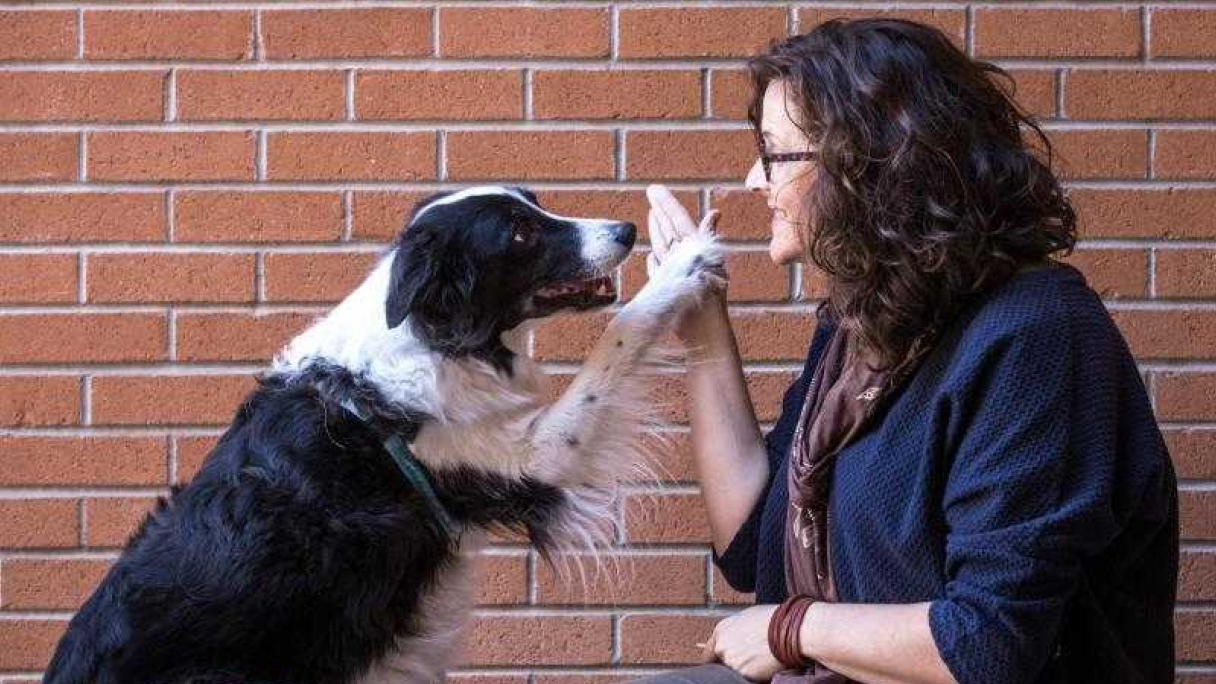 Как сохранить здоровье зубов у собаки?