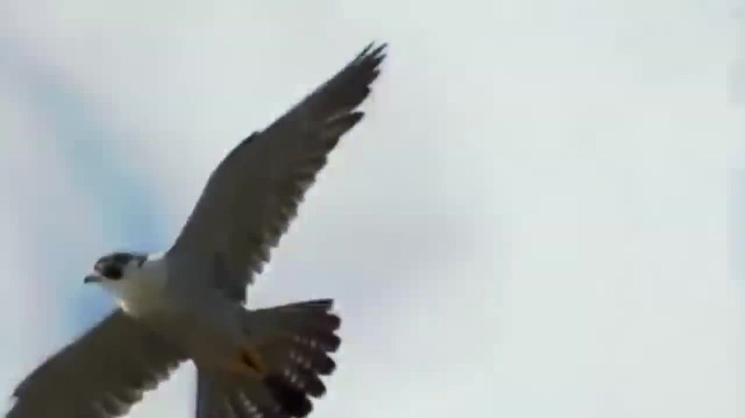 ⁣SHAMAN - ДО САМОГО НЕБА - КЛИП - MR STAR