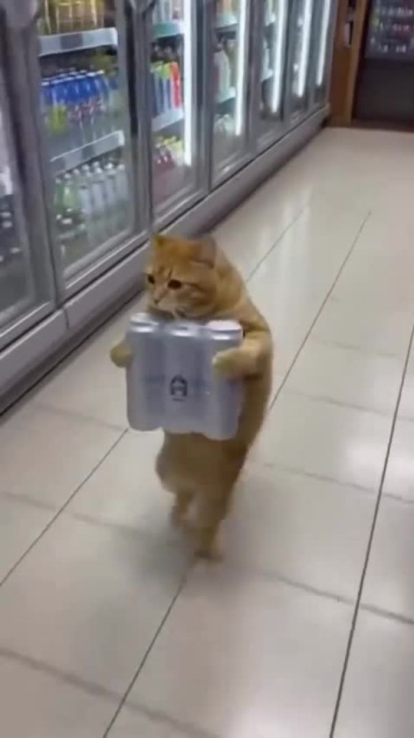 Чей кот_ 😂