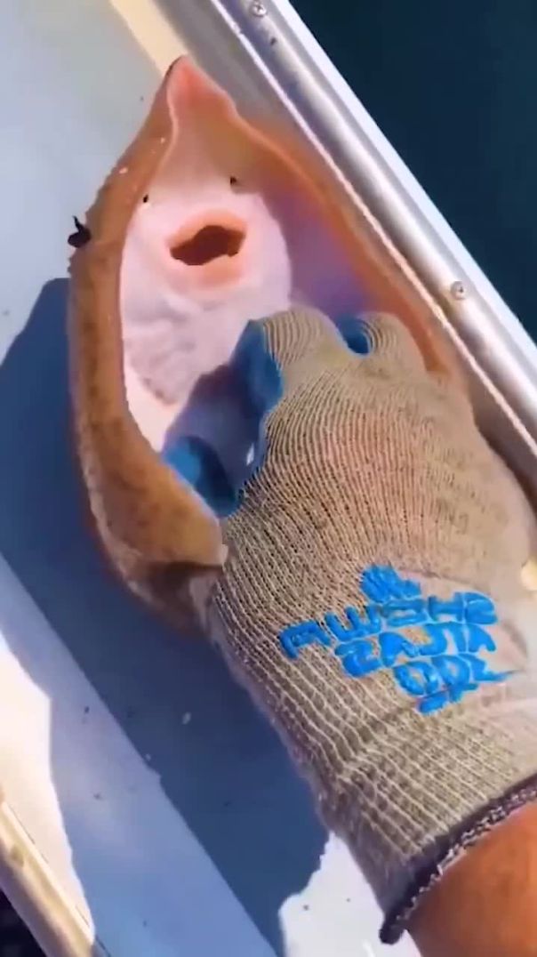 Рыба которая боялась щекотки