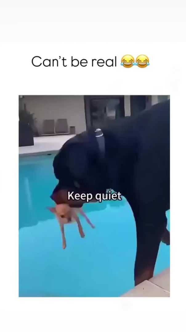 Чихуахуа против ротвейлера_ абсурдный баттл взорвал сеть