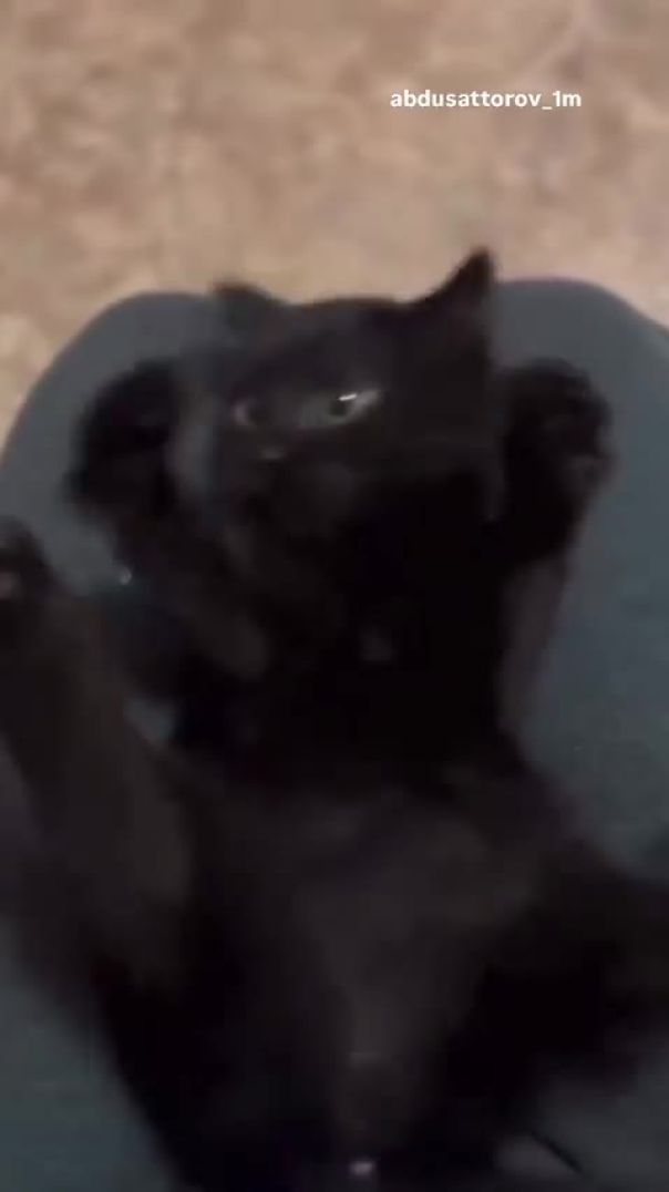 Причудливые котики
