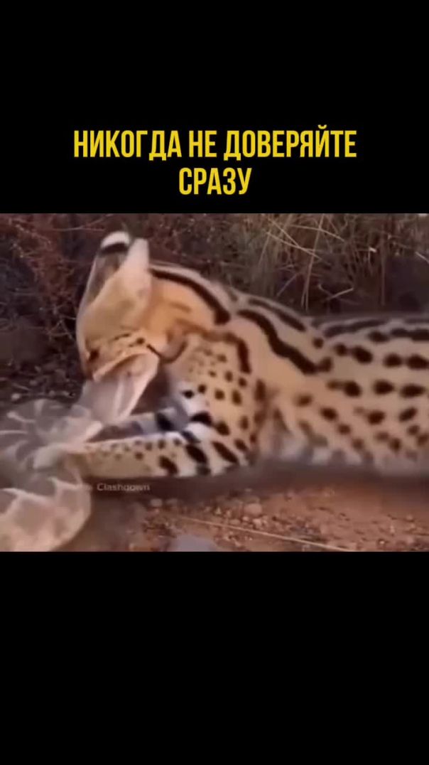 Никогда не доверяйте сразу