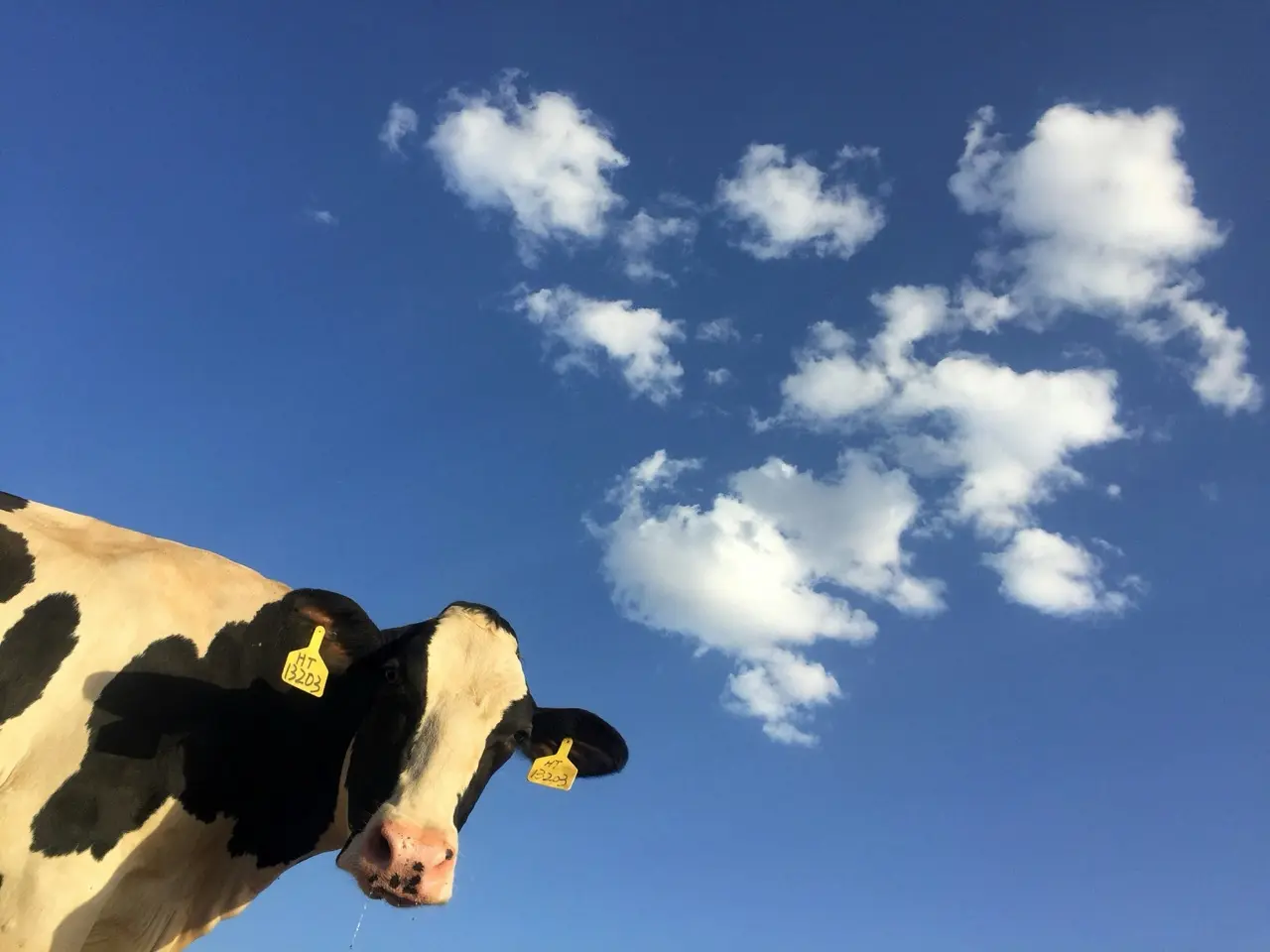 Масляная кислота в продуктах питания