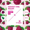 Harvest Time: Malina