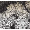 GRISETTE #1