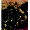 VIEILLE CERISE