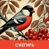Снегирь