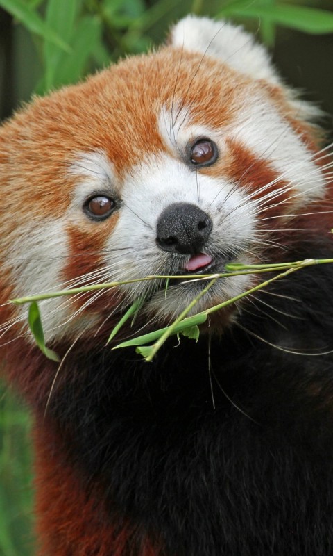 Фото Юлия Поморцева - автор отзыва о ВАЙЛТ™