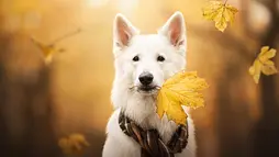 Новый уникальный редактор фотопечати