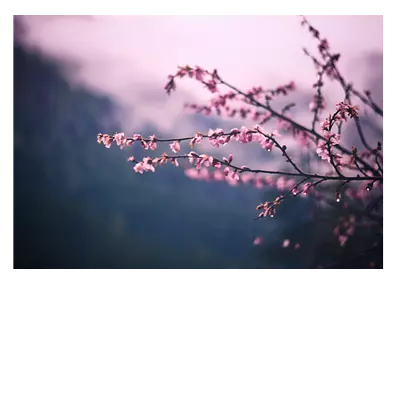 Фото на холсте сирень, размера 100x70