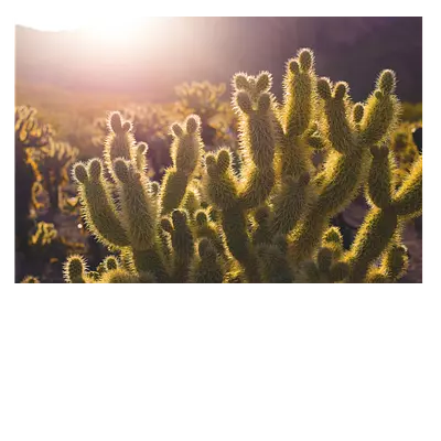 Фото на холсте кактусы, размера 120x80