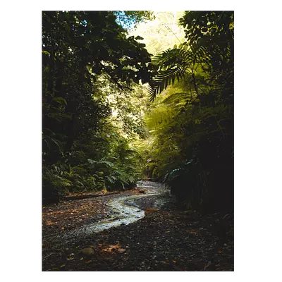 Фото на холсте тропический ручей, размера 60x80