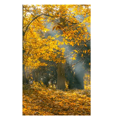 Фото на холсте осенний лес, размера 20x30