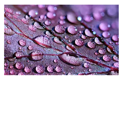 Фото на холсте капли на листе 30х20 см