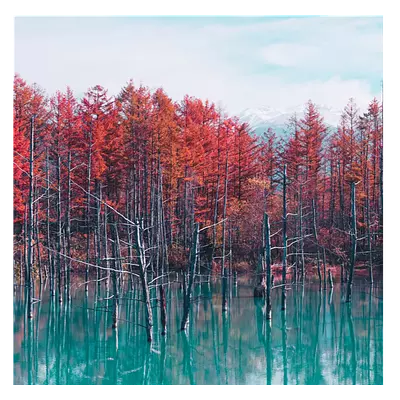 Фото на холсте деревья в воде, размера 30x30