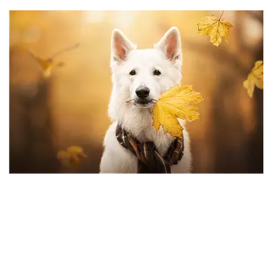 Фото на холсте собака с жёлтым листом, размера 60x40
