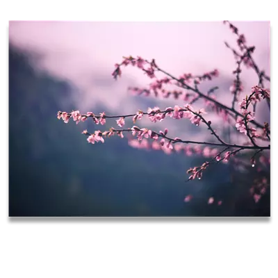 Фото на холсте сирень, размера 80x60