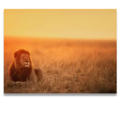 Фото на холсте лев в саванне, размера 80x60