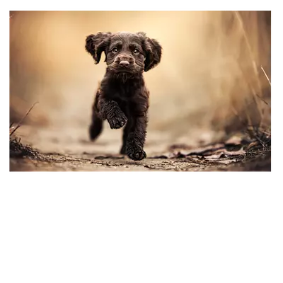 Фото на холсте бегущая по тропинке 30 x 20 см.