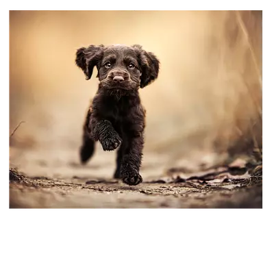 Фото на холсте. бегущая по тропинке собака. 50х40 см.