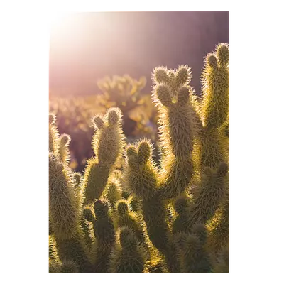 Фото на холсте кактусы, размера 70x100
