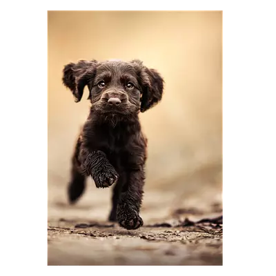 Фото на холсте бегущая по тропинке собака, размера 70x100