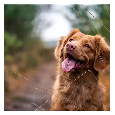 Фото на холсте собака, размера 100x100