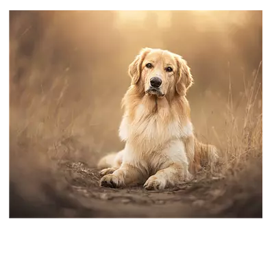 Фото на холсте собака на тропинке, размера 60x50