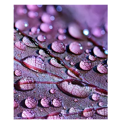 Фото на холсте капли на листе, размера 50x60