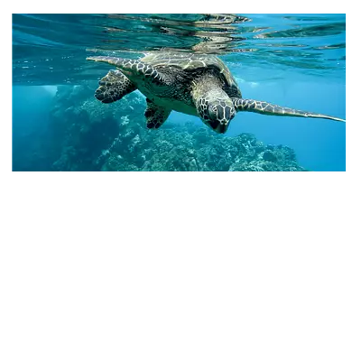 Фото на холсте черепаха, размера 80x40