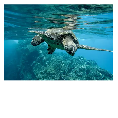 Фото на холсте черепаха, размера 70x50