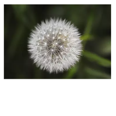 Фото на холсте одуванчик, размера 70x50