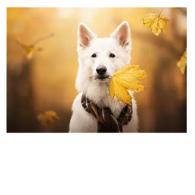 Фото на холсте собака с жёлтым листом, размера 70x50