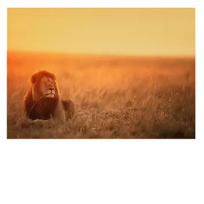 Фото на холсте лев в саванне, размера 70x50