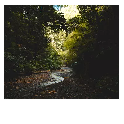 Фото на холсте тропический ручей, размера 60x50