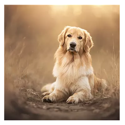 Фото на холсте собака на тропинке, размера 60x60