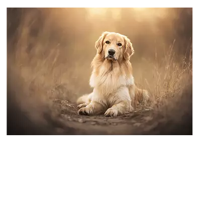 Фото на холсте собака на тропинке, размера 100x70
