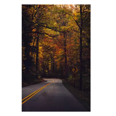 Фото на холсте дорога в лесу, размера 40x60