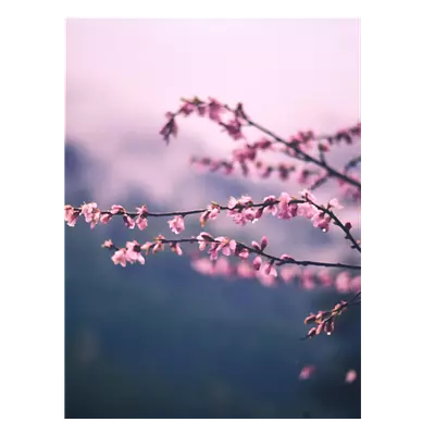 Фото на холсте сирень, размера 60x80