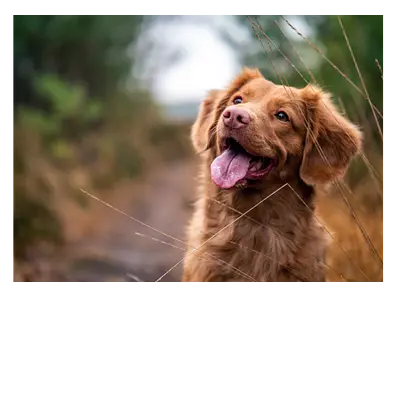 Фото на холсте собака. размер 40 x 30 см.