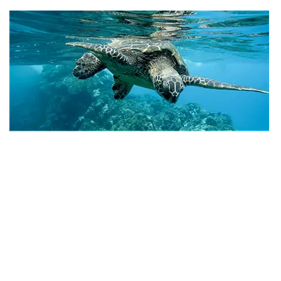 Фото на холсте черепаха, размера 60x30