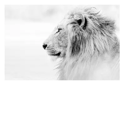 Фото на холсте лев в светлых тонах, размера 120x80