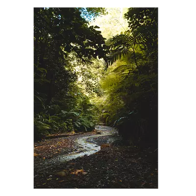 Фото на холсте тропический ручей, размера 70x100