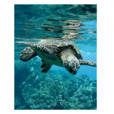 Фото на холсте черепаха, размера 40x50