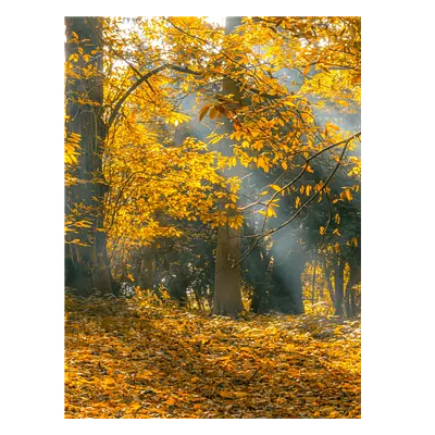 Фото на холсте осенний лес, размера 60x80