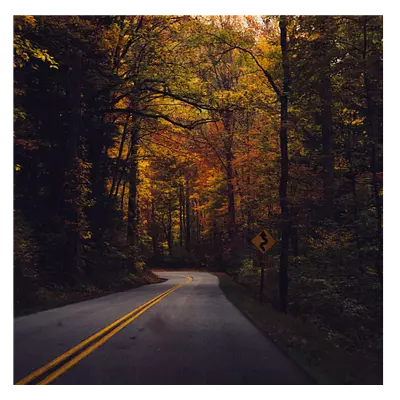 Фото на холсте дорога в лесу, размера 60x60